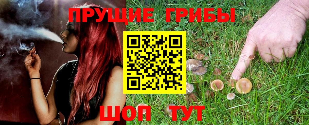Псилоцибиновые грибы GOLDEN TEACHER Краснодар